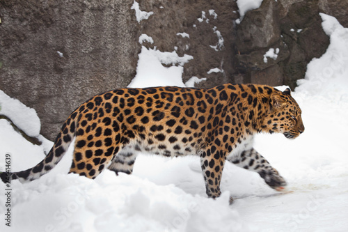 The Animal In Profile Is Visible Rock And Snow Far Eastern Leopard Is Walking In The Snow Powerful Animal Comprar Esta Foto De Stock Y Explorar Imagenes Similares En Adobe Stock The Animal In Profile Is Visible Rock And Snow Far Eastern Leopard Is Walking In The Snow Powerful Animal Comprar Esta Foto De Stock Y Explorar Imagenes Similares En Adobe Stock