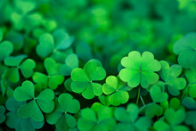 Lucky Irish Four Leaf Clover In The Field For St. Patricks Day