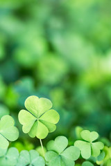 Lucky Irish Four Leaf Clover for St. Patricks Day Background Design Element