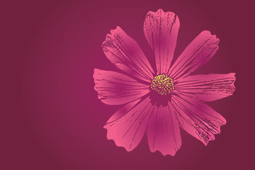 Pink cosmos flower vector