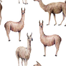 Watercolor Seamless Pattern With Llama. Hand Painted Beautiful Illustration With Animal Isolated On White Background. For Design, Print, Fabric Or Background.