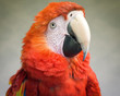 macaw portrait