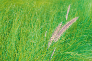 Wall Mural - Nature background. African fountain flower is blooming flower on blurry grass field