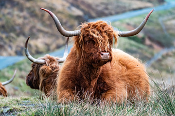 Wall Mural - Hairy Scottish Highlander - Highland cattle - next to the road, Isle of Skye