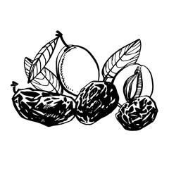Sticker - Prunes and plums vector hand drawn illustration. Ink sketch of nuts. Hand drawn vector illustration. Isolated on white background.