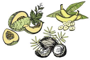 Poster - Banana, Melon and Coconut sketch illustrations. Vector Hand drawn illustrations isolated on white background.