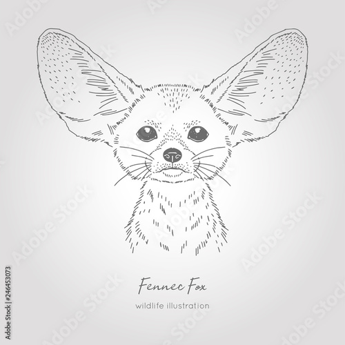 Realistic Hand Drawn Vector Sketch Of Fennec Fox Head Symmetrical Front View Buy This Stock Vector And Explore Similar Vectors At Adobe Stock Adobe Stock,Master Copy Art Drawing