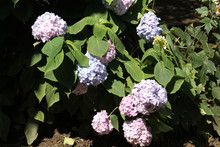 Hydrangea Or Hortensia With Pink, Purple And Blue Flowers. General View Of Flowering Plant With Green Foliage In Garden