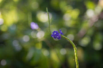 Wall Mural - small jungle flower