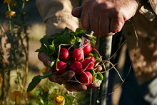 Farmers Hand Turning On Water To Wash Fresh Radishes On The Farm