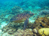 Fototapeta Do akwarium - Green turtle swimming underwater photo. Sea turtle closeup. Oceanic animal in wild nature. Summer vacation