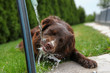 A thirsty dog is drinking water and looking quite funny. 
