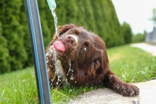 A Thirsty Dog Is Drinking Water And Looking Quite Funny. 