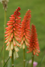 Kniphofia Red Hot Poker Torch Lily