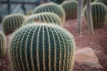 Wall Mural - closeup cactus background