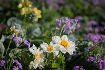 Wall Mural - Various kinds of flowers