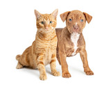 Fototapeta Zwierzęta - Orange Cat and Small Brown Dog Together