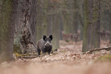 Wall Mural - wild boar, sus scrofa, Czech republic