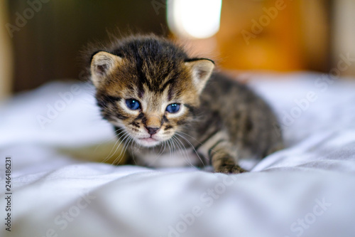 Petit Chaton Noir Tigre Avec Les Yeux Bleu Age De Deux Semaines Assis Stock Photo Adobe Stock Petit Chaton Noir Tigre Avec Les Yeux Bleu Age De Deux Semaines Assis Stock Photo Adobe Stock