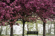 © Gabriela Tulian - Blooming Cherry Blossoms in the park of Montreal