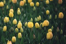 Spring Background With Beautiful Yellow Tulips