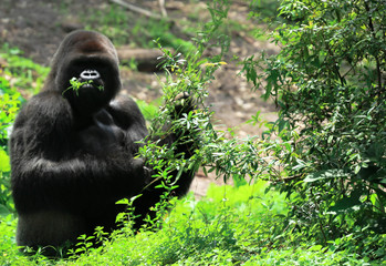 Poster - Silver back gorilla eating foliage 