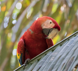 The scarlet macaw on the palm leaf, close up, Costa Rica