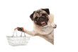 happy smiling pug puppy dog, holding up wire metal shopping basket,behind white banner, isolated