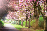 Fototapeta Przestrzenne - Pink Cherry Trees in Bloom in Park during Spring