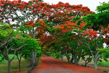Avenue With Royal Poincianasn, Flamboyant (Delonix Regia), Mauritius, Africa