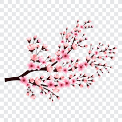 Sakura branch with blooming flowers, cherry blossom tree, vector illustration.