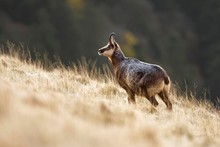 Chamois (Rupicapra Rupicapra), Goat In Winter Dress, Standing, Vosges, Alsace, Lorraine, France, Europe