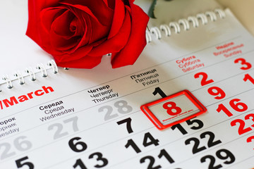 red rose lay on the calendar with the date of 8 march. Concept: International Women's Day