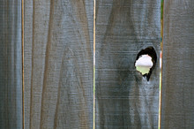 Close Up Of Old Wooden Fence With Open Knothole Creating A Large Peephole.