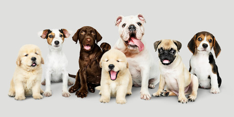 Wall Mural - Group portrait of adorable puppies