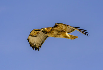 Wall Mural - Red-Tailed Hawk in Glide - A red-tailed hawk glides overhead and is photographed in the wings outstretched, gliding position. Rocky Mountain Arsenal National Wildlife Refuge, Denver, Colorado.