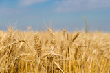 Fototapeta  - the golden wheat under the sun in the field plantations