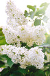 © NATALYA - white lilac bush blooming in May day .