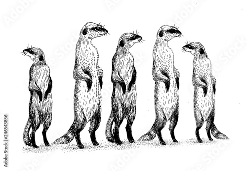 Meerkats Drawing By Liner Buy This Stock Illustration And Explore Similar Illustrations At Adobe Stock Adobe Stock