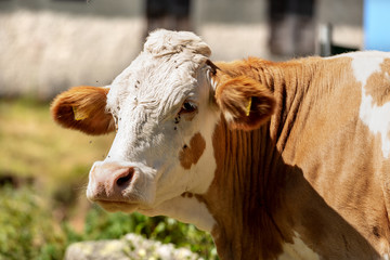 Curious brown and white cow looking at camera