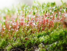 Macro Of Mossy Slope