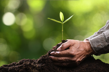 Wall Mural - Hands holding and caring a green young plant