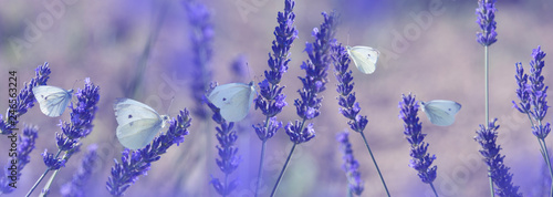 white butterfly on lavender flowers macro photo