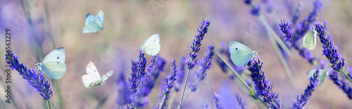 white butterfly on lavender flowers macro photo