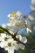 White flower cherry, spring