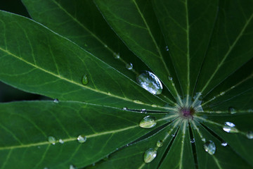 dew drops on green leaf of lupine