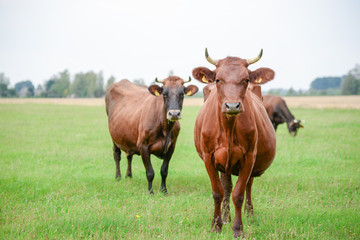 Cows eating green grass in meadow at countryside in the middle of summer.  