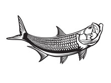 Tarpon Fishing Emblem. Black And White Illustration Of Tarpon. Vector Can Be Used For Web Design, Cards, Logos And Other Design