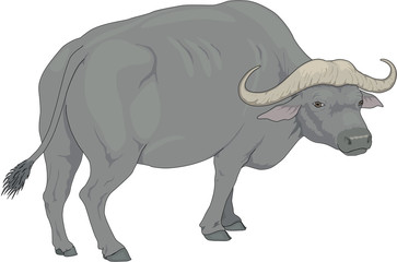 Water Buffalo Standing Vector Illustration