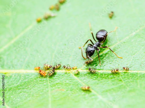 Zdjęcie XXL Kolonia mrówek i mszyc na zielonym liściu
